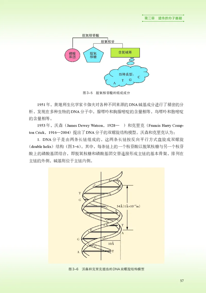 浙科版生物必修2高清教材_4-教培资料-26年最新资料-同步更新_初中高中教资_03科三专项（进去保存报考的学科即可）_02科三专项（笔记真题思维导图教学设计版本二）