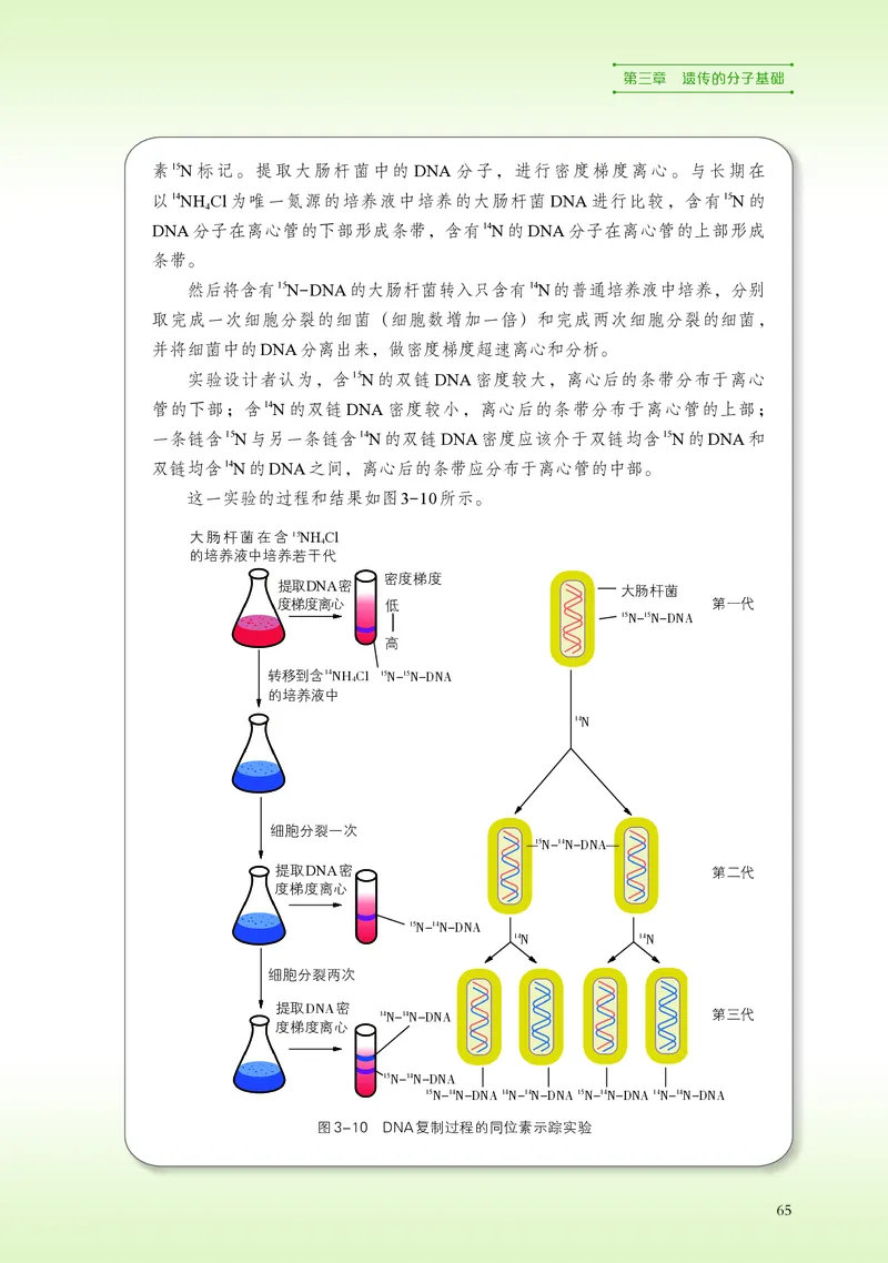 浙科版生物必修2高清教材_4-教培资料-26年最新资料-同步更新_初中高中教资_03科三专项（进去保存报考的学科即可）_02科三专项（笔记真题思维导图教学设计版本二）