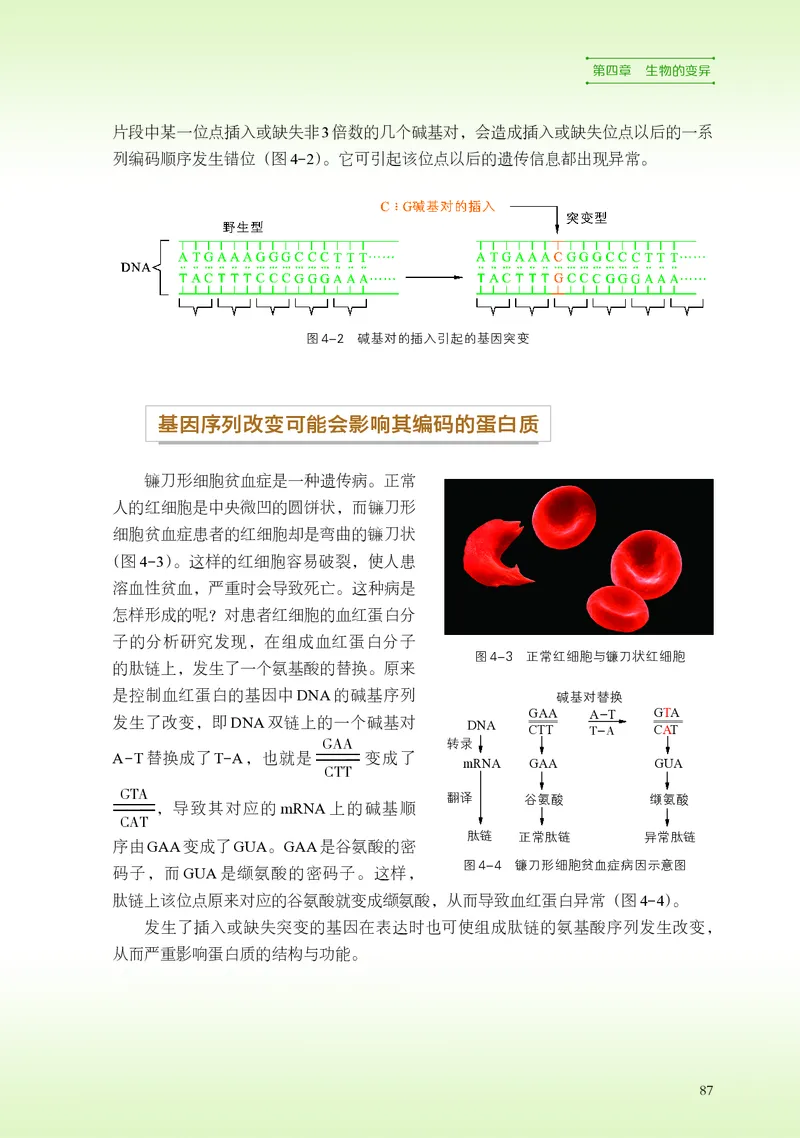 浙科版生物必修2高清教材_4-教培资料-26年最新资料-同步更新_初中高中教资_03科三专项（进去保存报考的学科即可）_02科三专项（笔记真题思维导图教学设计版本二）