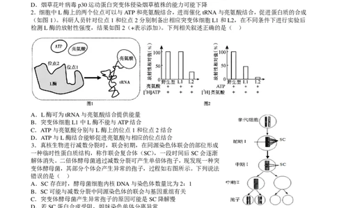 四川省成都市第七中学2024~2025学年度下期高2025届高考热身考试生物_2025年6月_250602四川省成都市第七中学2024~2025学年度下期高2025届高考热身考试（全科）