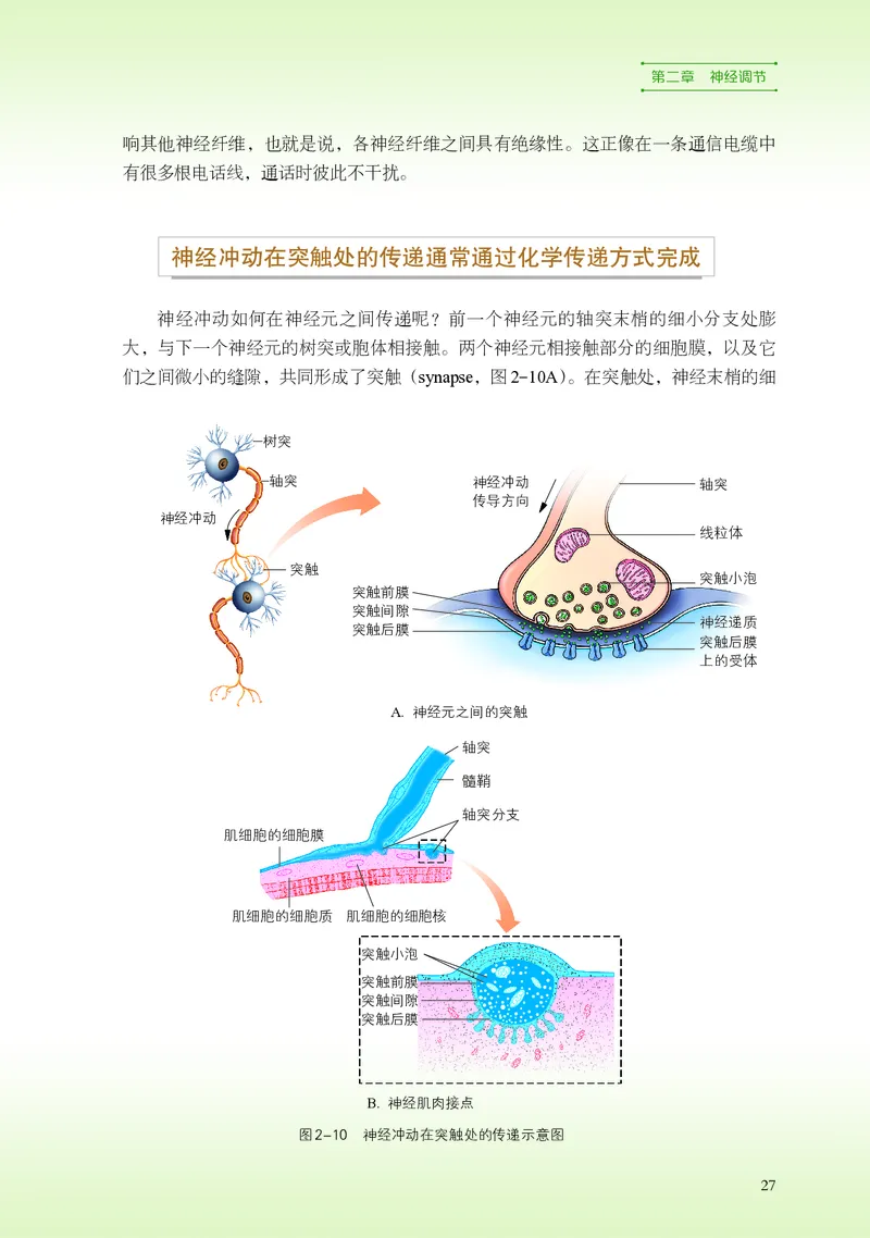 浙科版生物选修1高清教材_4-教培资料-26年最新资料-同步更新_初中高中教资_03科三专项（进去保存报考的学科即可）_02科三专项（笔记真题思维导图教学设计版本二）