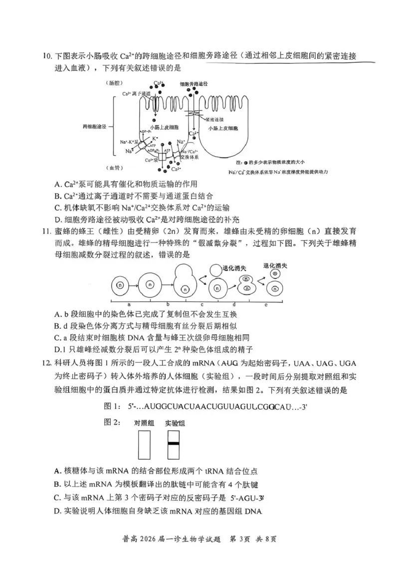 四川省自贡市普高2026届第一次诊断性考试生物_2025年12月_251214四川省自贡市普高2026届第一次诊断性考试_四川省自贡市普高2026届第一次诊断性考试生物