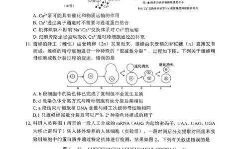 四川省自贡市普高2026届第一次诊断性考试生物_2025年12月_251214四川省自贡市普高2026届第一次诊断性考试_四川省自贡市普高2026届第一次诊断性考试生物