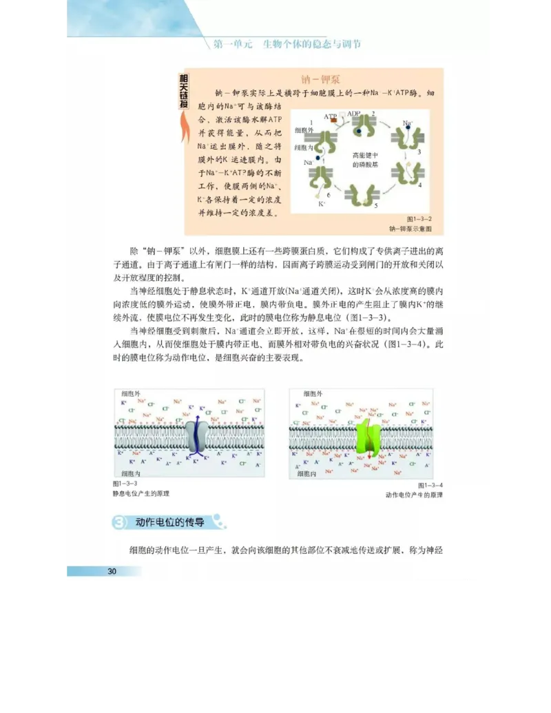 沪科版高中生物必修3《稳态与环境》电子课本_4-教培资料-26年最新资料-同步更新_初中高中教资_03科三专项（进去保存报考的学科即可）_112025高中科目（全）电子教材