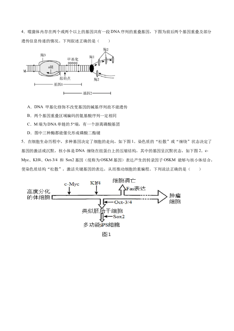 福建省泉州第一中学2026届高三上学期10月第二次月考生物试卷（含答案）_251106福建省泉州第一中学2026届高三上学期10月第二次月考