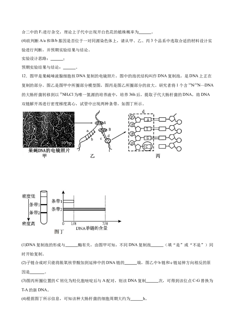 福建省泉州第一中学2026届高三上学期10月第二次月考生物试卷（含答案）_251106福建省泉州第一中学2026届高三上学期10月第二次月考