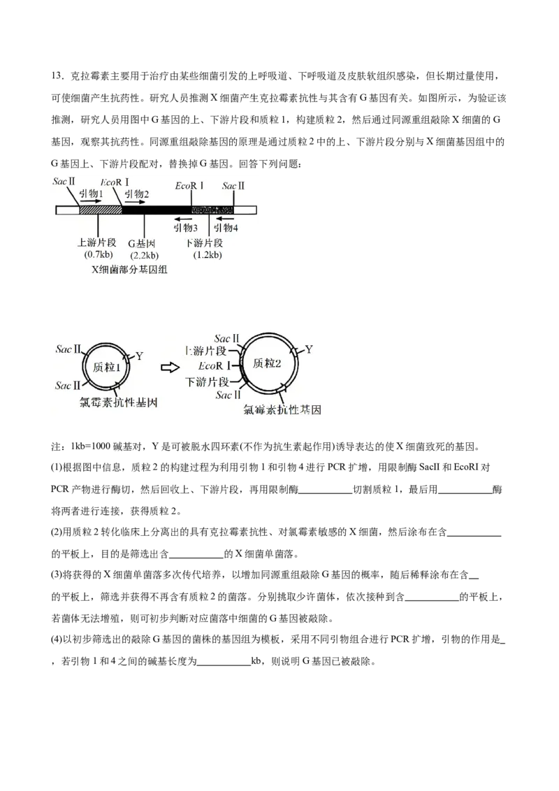 福建省泉州第一中学2026届高三上学期10月第二次月考生物试卷（含答案）_251106福建省泉州第一中学2026届高三上学期10月第二次月考