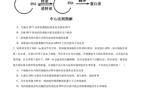 福建省泉州第一中学2026届高三上学期10月第二次月考生物试卷（含答案）_251106福建省泉州第一中学2026届高三上学期10月第二次月考