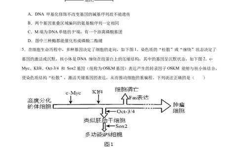 福建省泉州第一中学2026届高三上学期10月第二次月考生物试卷（含答案）_251106福建省泉州第一中学2026届高三上学期10月第二次月考
