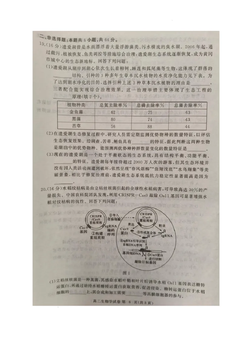 湖北省黄冈市2024-2025学年高二下学期期末质量监测生物试卷（含答案）_2025年7月_250704湖北省黄冈市2024-2025学年高二下学期期末质量监测（全科）