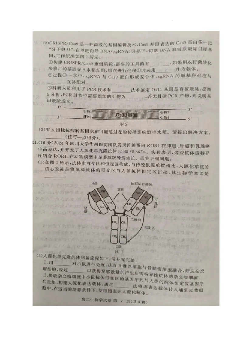 湖北省黄冈市2024-2025学年高二下学期期末质量监测生物试卷（含答案）_2025年7月_250704湖北省黄冈市2024-2025学年高二下学期期末质量监测（全科）