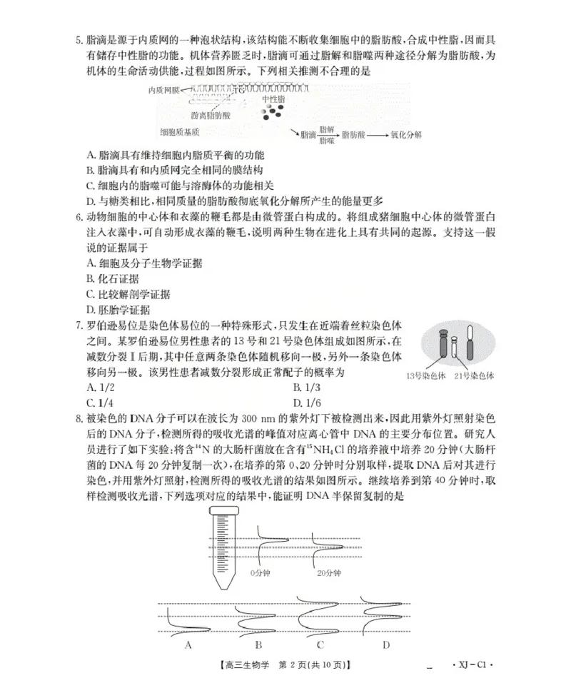 新疆多校2026届高三上学期11月联考（XJ）生物_2025年12月_251213新疆金太阳2026届高三上学期11月联考（XJ）（全科）