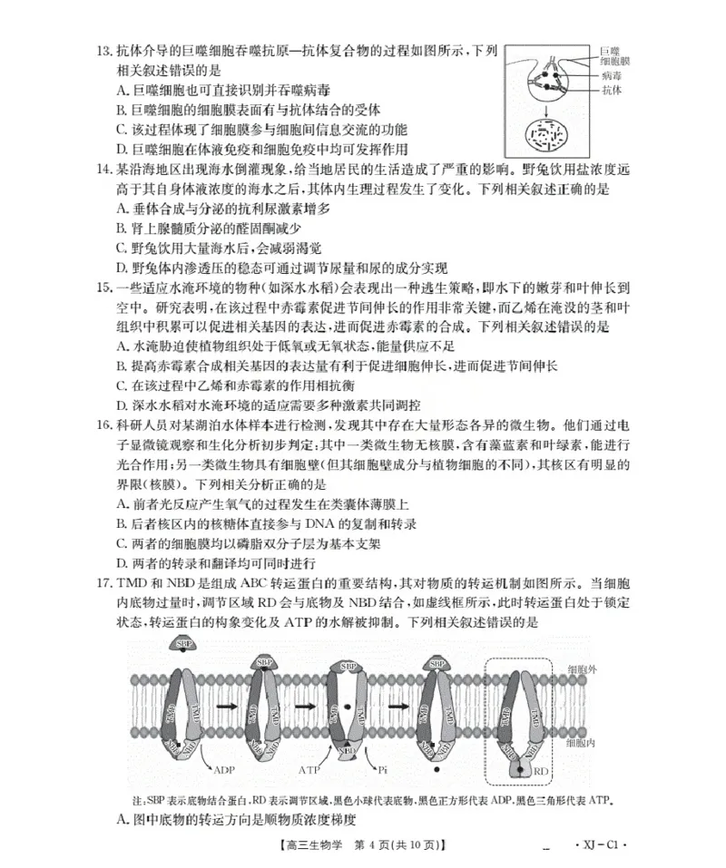 新疆多校2026届高三上学期11月联考（XJ）生物_2025年12月_251213新疆金太阳2026届高三上学期11月联考（XJ）（全科）