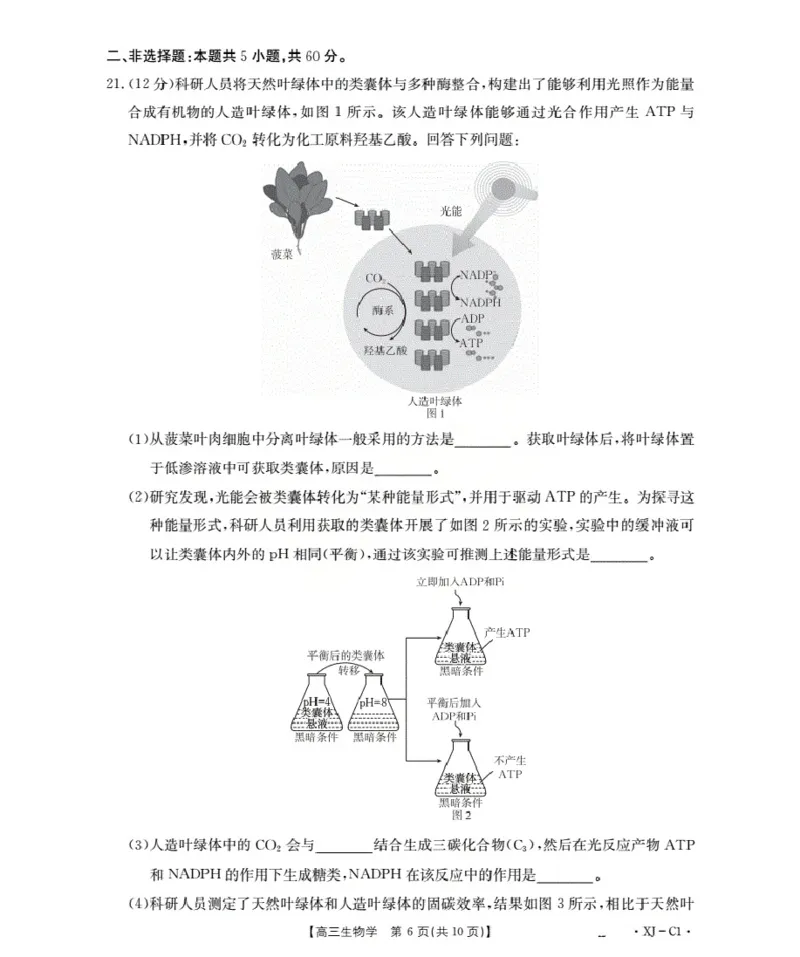 新疆多校2026届高三上学期11月联考（XJ）生物_2025年12月_251213新疆金太阳2026届高三上学期11月联考（XJ）（全科）
