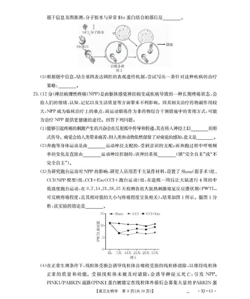 新疆多校2026届高三上学期11月联考（XJ）生物_2025年12月_251213新疆金太阳2026届高三上学期11月联考（XJ）（全科）