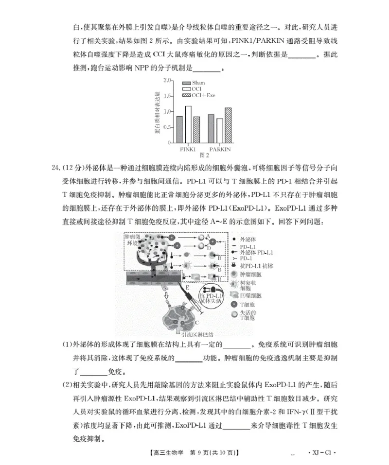 新疆多校2026届高三上学期11月联考（XJ）生物_2025年12月_251213新疆金太阳2026届高三上学期11月联考（XJ）（全科）