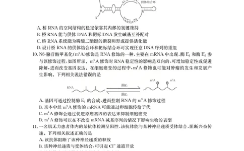 新疆多校2026届高三上学期11月联考（XJ）生物_2025年12月_251213新疆金太阳2026届高三上学期11月联考（XJ）（全科）