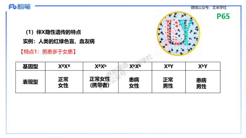理论精讲09-遗传学2-拾光_4-教培资料-26年最新资料-同步更新_初中高中教资_03科三专项（进去保存报考的学科即可）_01科目三FB网课、三色速记手册、知识点导图等推荐_初中