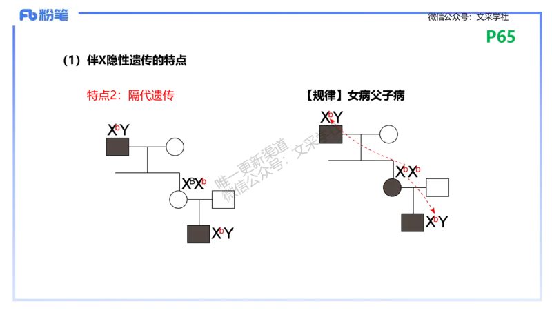 理论精讲09-遗传学2-拾光_4-教培资料-26年最新资料-同步更新_初中高中教资_03科三专项（进去保存报考的学科即可）_01科目三FB网课、三色速记手册、知识点导图等推荐_初中