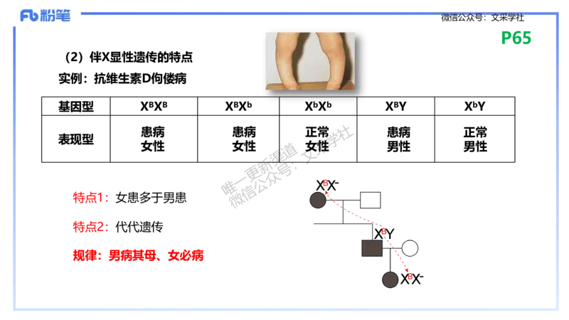 理论精讲09-遗传学2-拾光_4-教培资料-26年最新资料-同步更新_初中高中教资_03科三专项（进去保存报考的学科即可）_01科目三FB网课、三色速记手册、知识点导图等推荐_初中