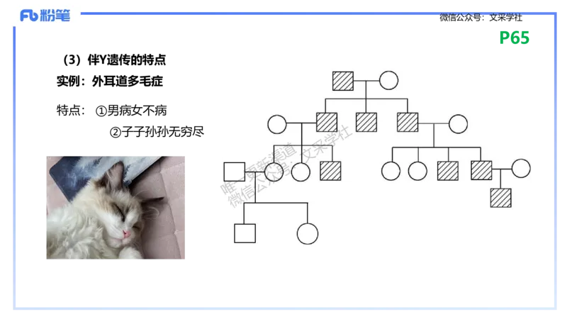理论精讲09-遗传学2-拾光_4-教培资料-26年最新资料-同步更新_初中高中教资_03科三专项（进去保存报考的学科即可）_01科目三FB网课、三色速记手册、知识点导图等推荐_初中