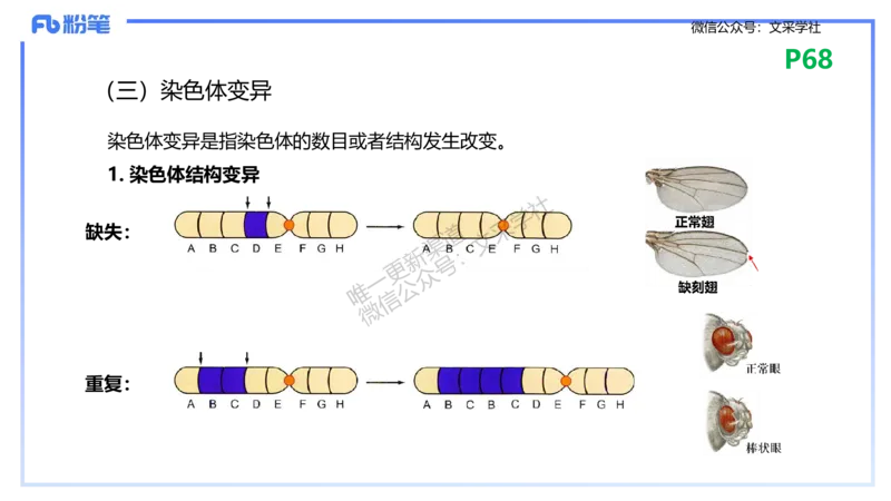 理论精讲09-遗传学2-拾光_4-教培资料-26年最新资料-同步更新_初中高中教资_03科三专项（进去保存报考的学科即可）_01科目三FB网课、三色速记手册、知识点导图等推荐_初中