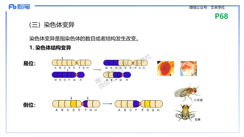 理论精讲09-遗传学2-拾光_4-教培资料-26年最新资料-同步更新_初中高中教资_03科三专项（进去保存报考的学科即可）_01科目三FB网课、三色速记手册、知识点导图等推荐_初中