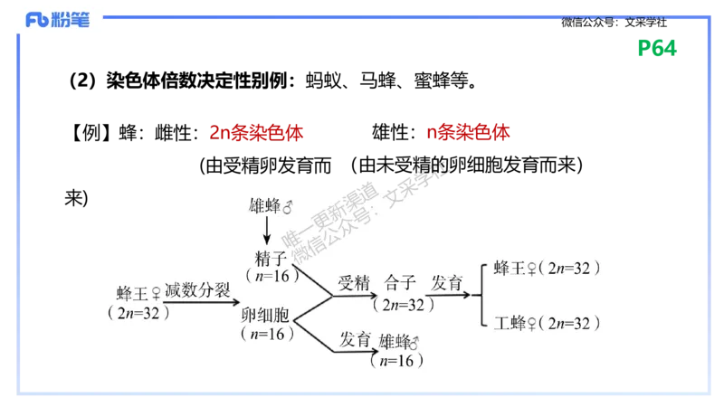 理论精讲09-遗传学2-拾光_4-教培资料-26年最新资料-同步更新_初中高中教资_03科三专项（进去保存报考的学科即可）_01科目三FB网课、三色速记手册、知识点导图等推荐_初中
