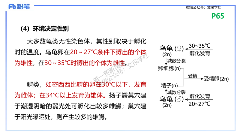 理论精讲09-遗传学2-拾光_4-教培资料-26年最新资料-同步更新_初中高中教资_03科三专项（进去保存报考的学科即可）_01科目三FB网课、三色速记手册、知识点导图等推荐_初中