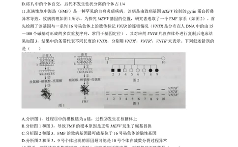 江西省赣州市十八县（市、区）二十四校联考2026届高三上学期期中考试生物试卷（含解析）_251114江西省赣州市十八县（市、区）二十四校联考2026届高三上学期期中考试试卷（全科）