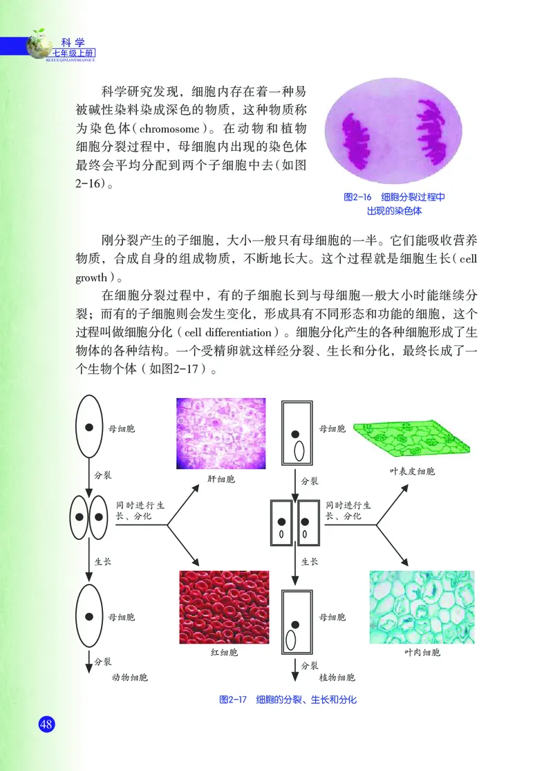 浙教版7年级科学上册高清教材_4-教培资料-26年最新资料-同步更新_初中高中教资_03科三专项（进去保存报考的学科即可）_02科三专项（笔记真题思维导图教学设计版本二）