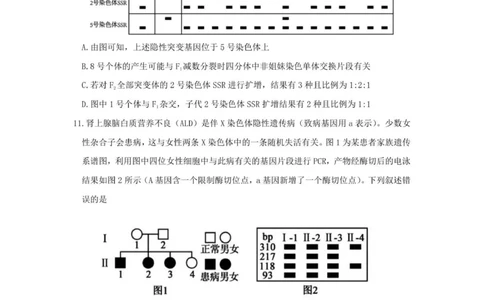 山东师范大学附属中学2025-2026学年高三上学期11月期中考试生物试题_2025年12月_251201山东省济南市山东师范大学附属中学2025-2026学年高三上学期11月期中（全科）