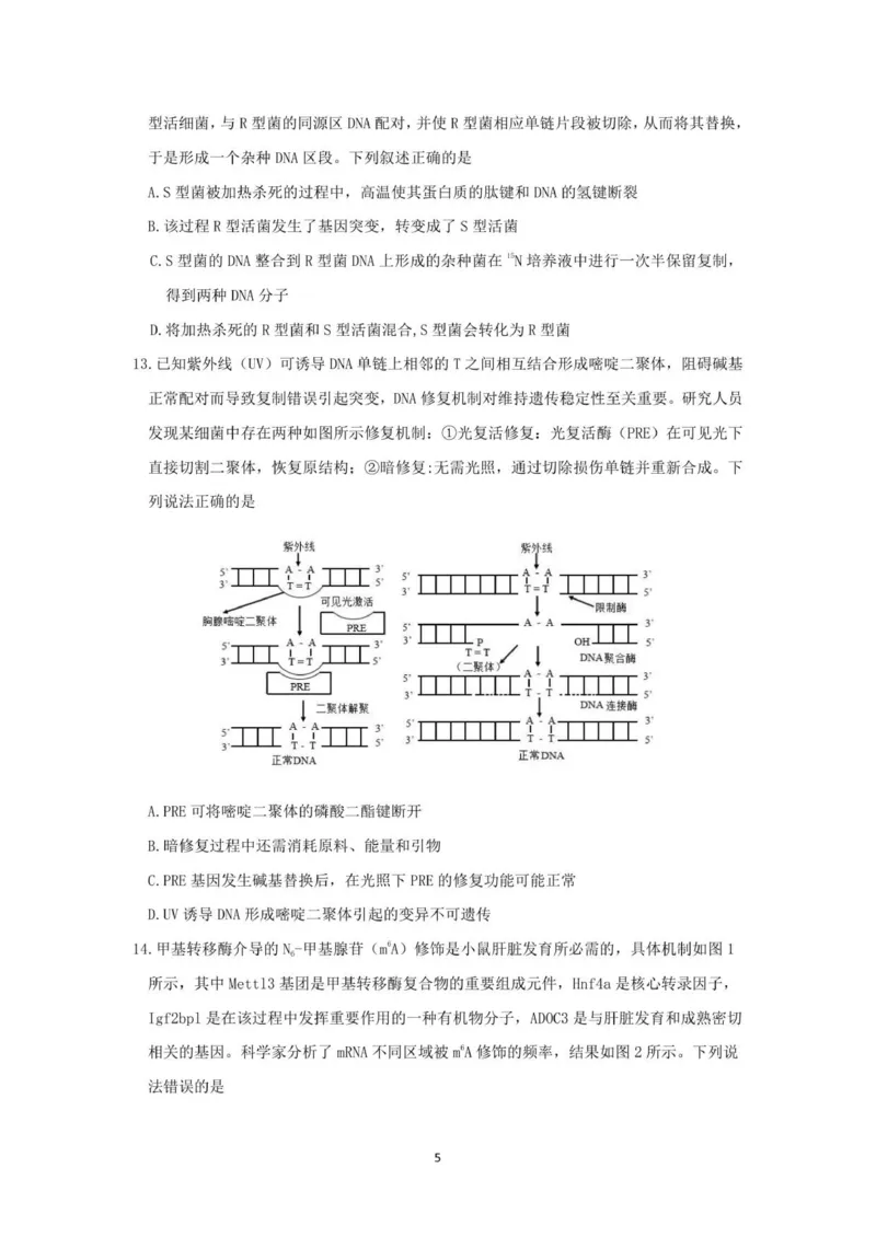 山东师范大学附属中学2025-2026学年高三上学期11月期中考试生物试题_2025年12月_251201山东省济南市山东师范大学附属中学2025-2026学年高三上学期11月期中（全科）