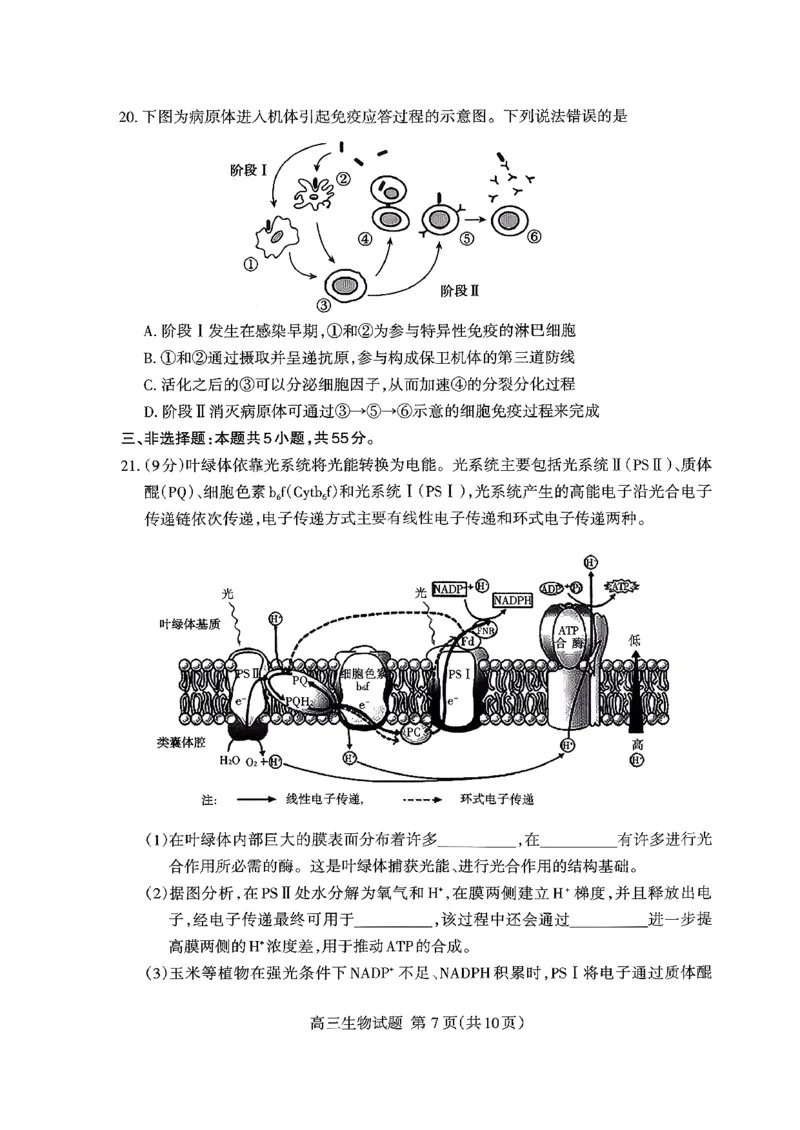 山东省泰安市2026届高三上学期期中考试生物_251118山东省泰安市2026届高三上学期期中考试（全科）
