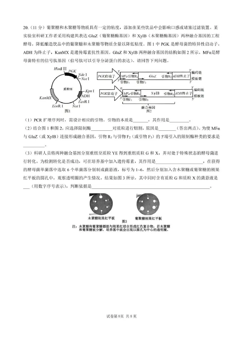 石室成飞中学2025-2026学年高三上学期11月月考生物_251120四川省成都市石室成飞中学2025-2026学年高三上学期11月月考（全科）