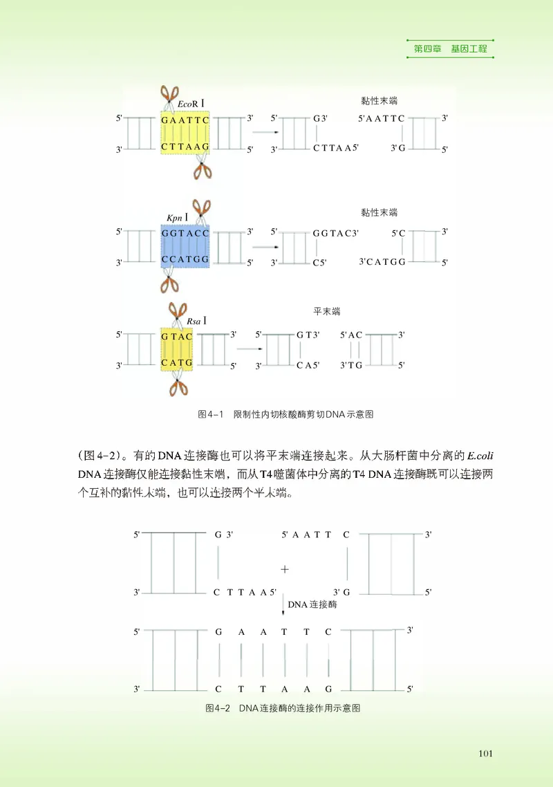 浙科版生物选修3高清教材_4-教培资料-26年最新资料-同步更新_初中高中教资_03科三专项（进去保存报考的学科即可）_02科三专项（笔记真题思维导图教学设计版本二）