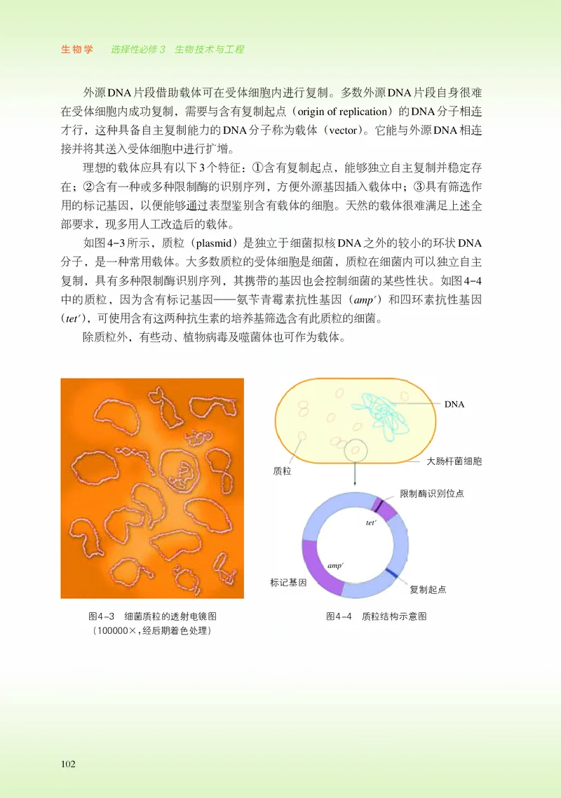浙科版生物选修3高清教材_4-教培资料-26年最新资料-同步更新_初中高中教资_03科三专项（进去保存报考的学科即可）_02科三专项（笔记真题思维导图教学设计版本二）