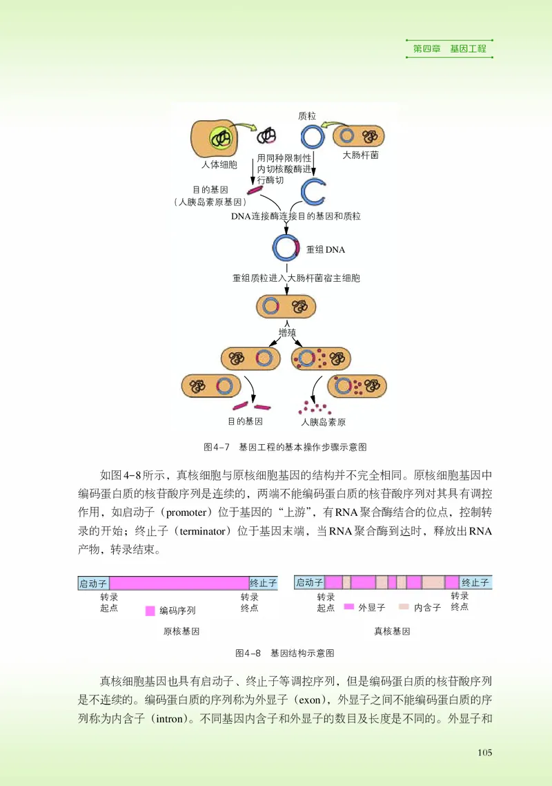 浙科版生物选修3高清教材_4-教培资料-26年最新资料-同步更新_初中高中教资_03科三专项（进去保存报考的学科即可）_02科三专项（笔记真题思维导图教学设计版本二）