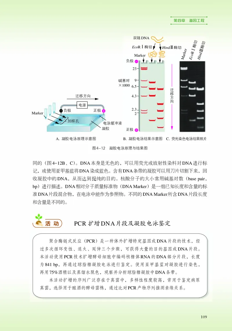 浙科版生物选修3高清教材_4-教培资料-26年最新资料-同步更新_初中高中教资_03科三专项（进去保存报考的学科即可）_02科三专项（笔记真题思维导图教学设计版本二）
