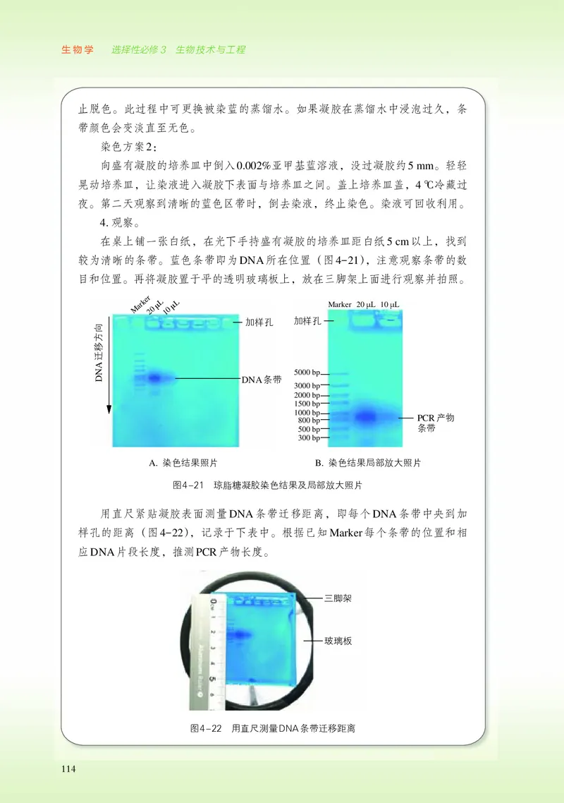 浙科版生物选修3高清教材_4-教培资料-26年最新资料-同步更新_初中高中教资_03科三专项（进去保存报考的学科即可）_02科三专项（笔记真题思维导图教学设计版本二）