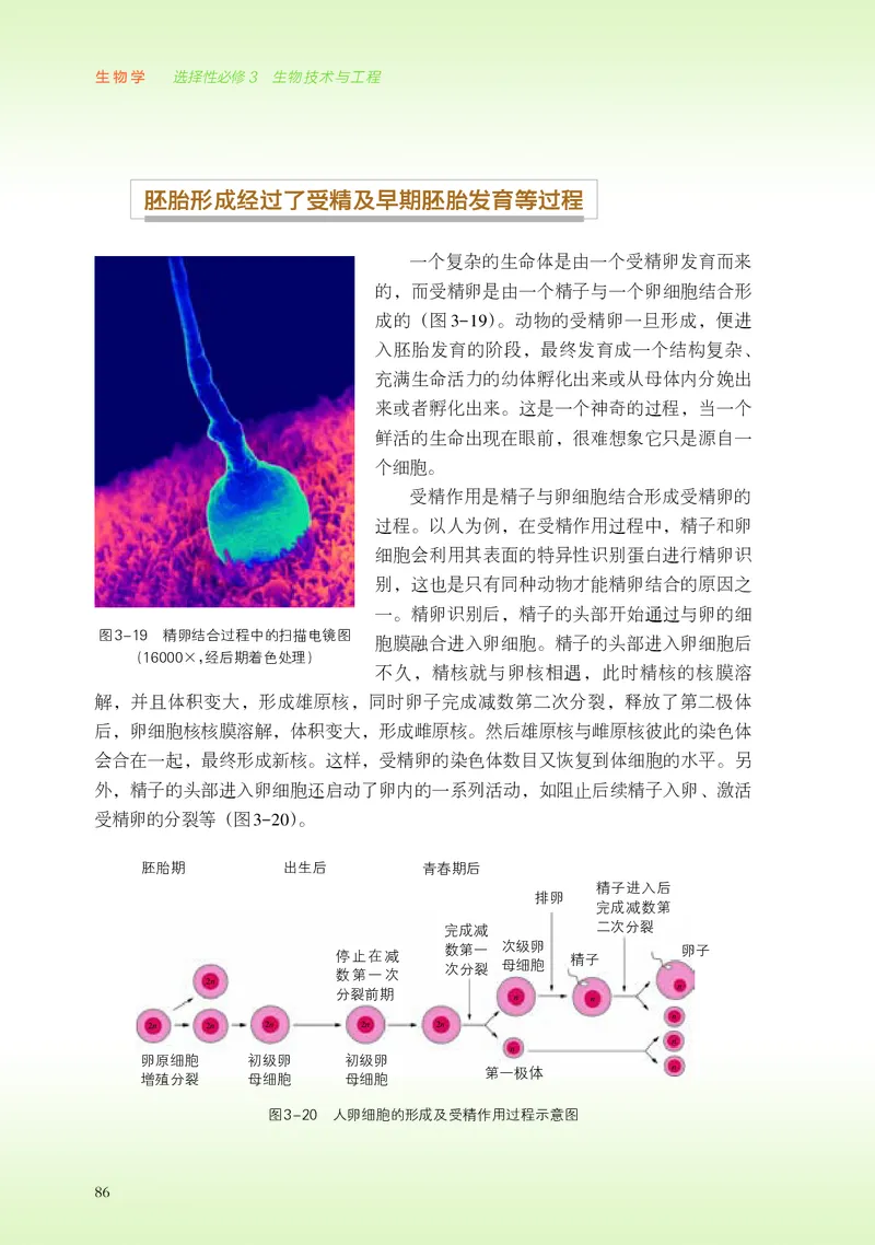 浙科版生物选修3高清教材_4-教培资料-26年最新资料-同步更新_初中高中教资_03科三专项（进去保存报考的学科即可）_02科三专项（笔记真题思维导图教学设计版本二）
