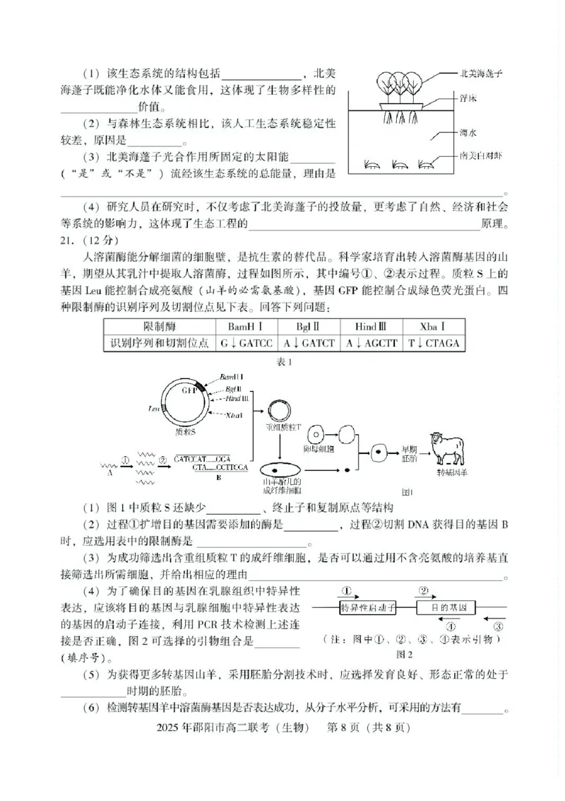 湖南省邵阳市2024-2025学年高二下学期7月期末考试生物试题+答案_2025年7月_250706湖南省邵阳市2024-2025学年高二下学期7月期末考试（全科）