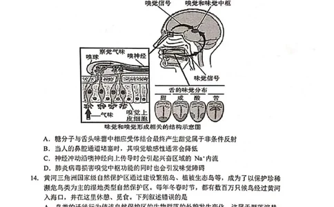 河南省安鹤新联盟2025-2026学年高三上学期12月联考生物试题（含答案）_2025年12月_251215河南省安鹤新联盟2025-2026学年高三上学期12月联考