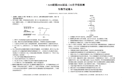 安徽省A10联盟2025-2026学年高三上学期12月学情检测生物A试题（含答案）_2025年12月_251224安徽省A10联盟2025-2026学年高三上学期12月学情检测（全科）