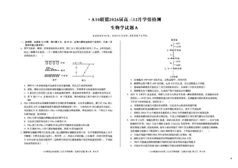 安徽省A10联盟2025-2026学年高三上学期12月学情检测生物A试题（含答案）_2025年12月_251224安徽省A10联盟2025-2026学年高三上学期12月学情检测（全科）