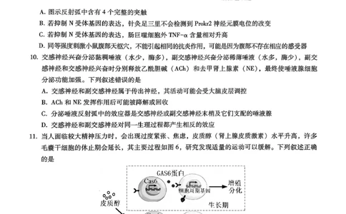巴蜀中学2026届高考适应性月考卷（四）生物_2025年12月_251203重庆市巴蜀中学2026届高考适应性月考卷（四）（全科）