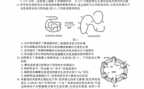 广东省清远市2025-2026学年高三上学期10月教学质量检测（一）生物试题（含答案）_251102广东省清远市2025-2026学年高三上学期10月教学质量检测（一）