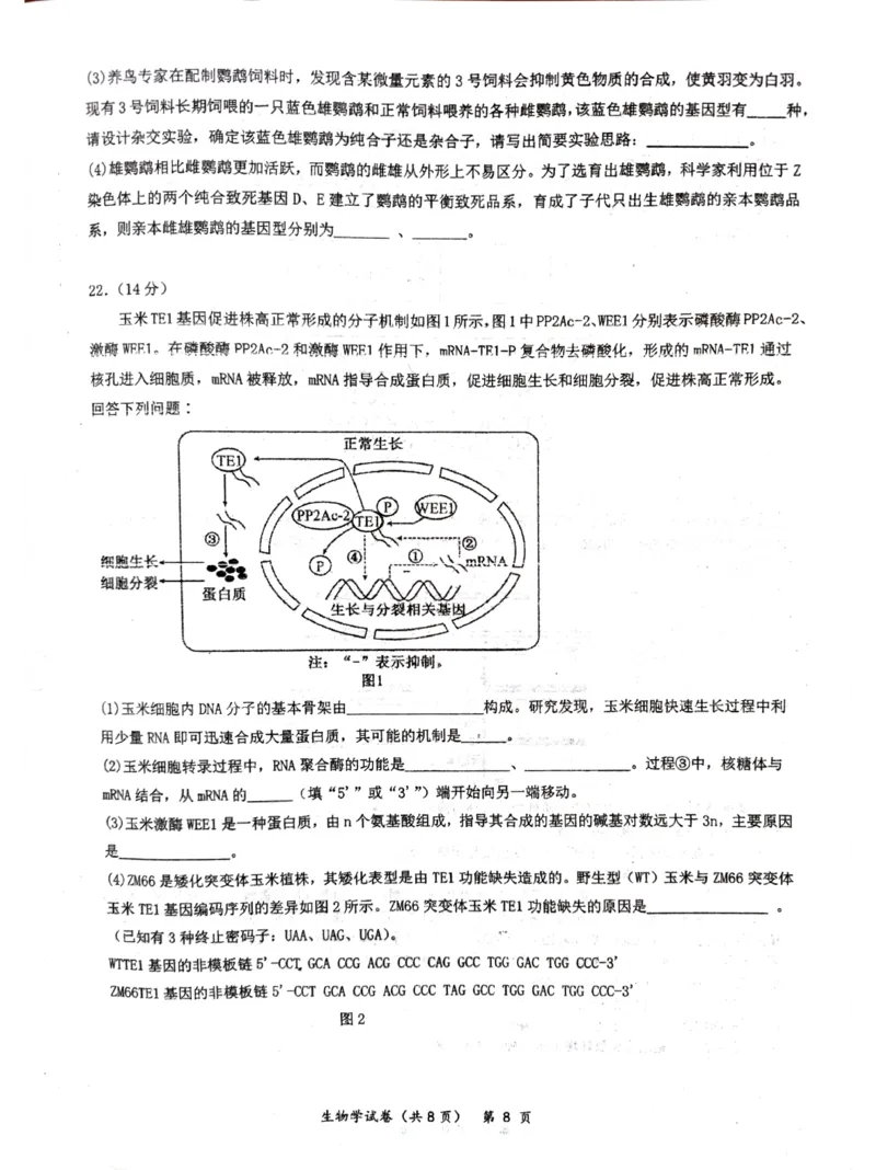 湖北省仙桃中学2026届高三上学期期中考试生物试卷含答案_251110湖北省仙桃中学2026届高三上学期期中考试（全科）