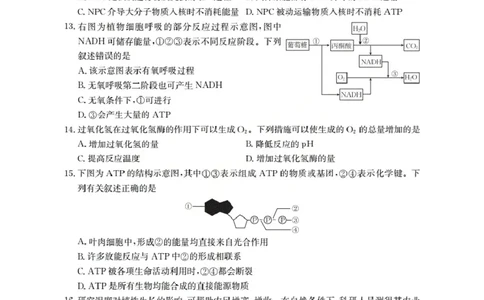 甘肃省2026届高三上学期10月联考（26-76C）生物_251103金太阳&middot;甘肃省2026届高三上学期10月联考（26-76C）（全科）