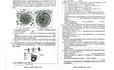 河南省天一大联考2025-2026学年高三上学期顶尖计划（二）生物试题（含答案）_2025年12月_251209河南省天一大联考顶尖计划2025-2026学年高三上学期月考（二）